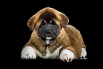 Obraz premium Portrait of a serious little dog