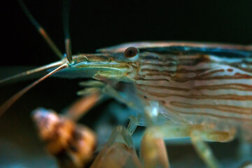 Macro shot of Freshwater Bamboo Shrimp. Atyopsis moluccensis.