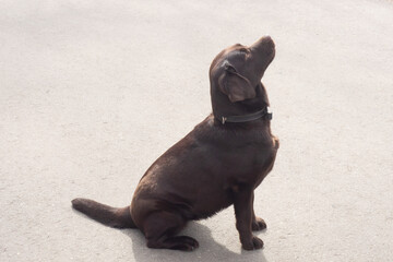 Obraz premium Dog Labrador Retriever in collar sitting and looks up on light asphalt background. Copy space