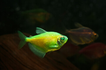 Aquarium with yellow colored glofish. Gymnocorymbus ternetzi.