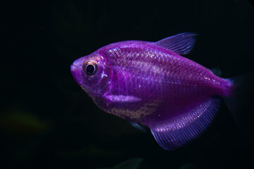Aquarium with purple colored glofish. Gymnocorymbus ternetzi.