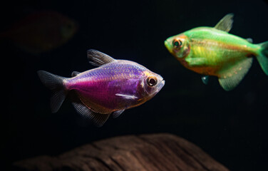 Aquarium with colored glofishes. Gymnocorymbus ternetzi.