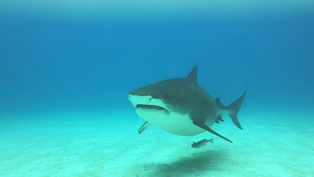 Underwater shot of tiger shark, Bahamas