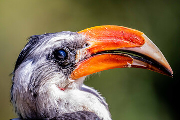 Closeup shot of a hornbill © Marius Van Vuuren/Wirestock Creators