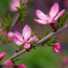 Lovely tender sakura flowers in spring on a tree.