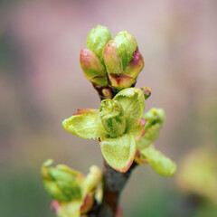 Lovely tender green blossoming leaves on a tree.