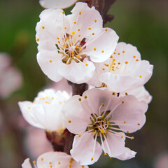 Lovely tender sakura flowers in spring on a tree.