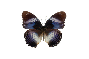  butterfly (hypolimnas salmacis) isolated