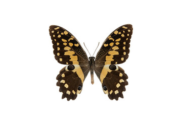  butterfly (papilio demodocus) isolated