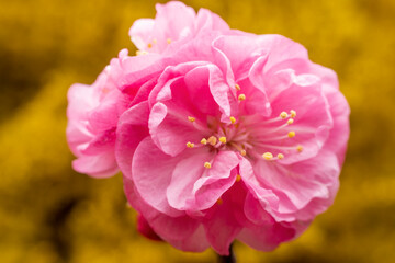 Beautiful elm leaf plum flowers in a park, North China