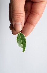A woman's hand holds a leaf of Ficus benjamina also infested with scab on leaves thrips, as evidenced by misshapen leaves and numerous tiny spots.Minimalist home decor concept. Home and garden, garden