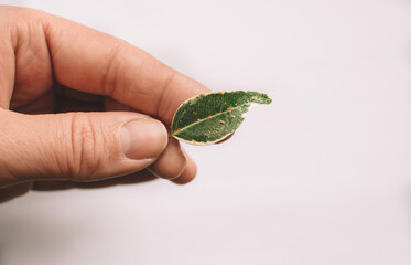 A woman's hand holds a leaf of Ficus benjamina also infested with scab on leaves thrips, as evidenced by misshapen leaves and numerous tiny spots.Minimalist home decor concept. Home and garden, garden
