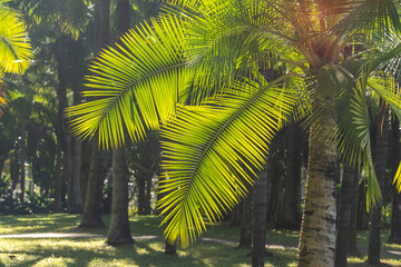 green palm leaf in sunlight