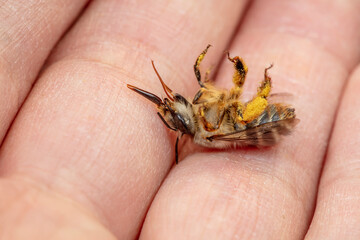 A bumblebee lies in the palm of a human hand, North China