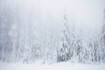 View of the winter forest. Vancouver Island, British Columbia, Canada.