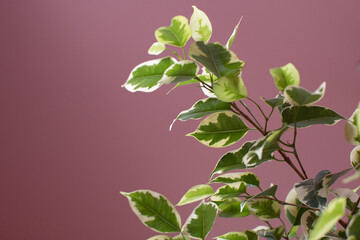 Ficus benjamina on a pink background, indoor plants.
Variegate foliage of ficus Benjamin in a round pot close-up. Growing potted house plants, green home decor, care and cultivation.