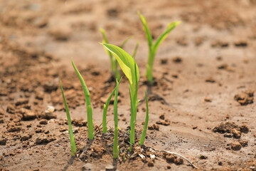 White hairpin shoots out of the ground in the park, North China