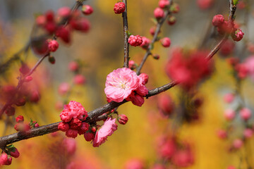 Fototapeta na wymiar Beautiful elm leaf plum flowers are in the park, North China