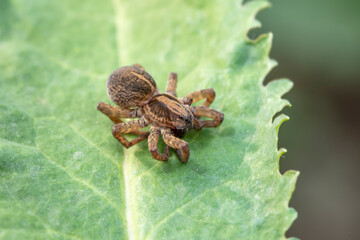 A spider curls up in the wild, North China