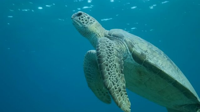 Close-up portraity of the Sea turtle swim in the blue water to up, takes a breath on surface of the water and dives to the deep. Great Green Sea Turtle (Chelonia mydas). 4K-50fps. Red sea, Egypt