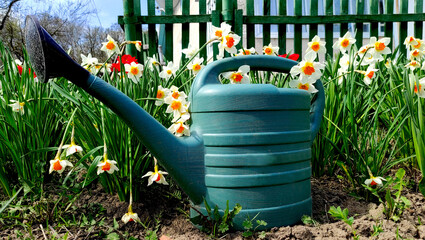close-up of a green watering can among flowers of daffodils and tulips. Concept gardening, hobby and flower growing - obrazy, fototapety, plakaty