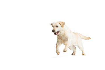 Portrait of beautiful Labrador Retriever dog isolated on white studio background. Looks happy,...