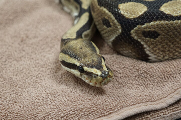 Closeup of a ball python snake on a towel