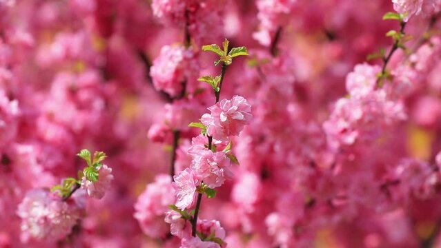 Beautiful elm leaf plum flowers are in the botanical garden, North China