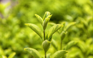 Green leaves of bush