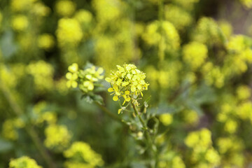 Yellow flowers in the field