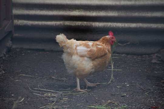 View of a Lohmann Brown chicken on a farm