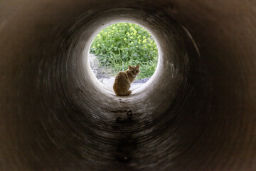 Stray cat in a pipe