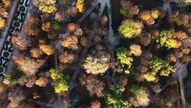 Top down view of the trees in Parque del Retiro from a drone.