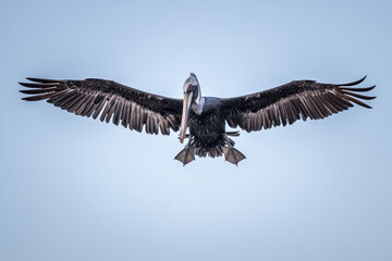 Closeup shot of a brown pelican on blue sky background © Davidfitzfotos/Wirestock Creators