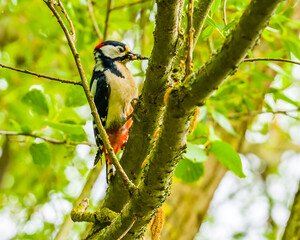 Beautiful woodpecker on the tree in spring, green foliage