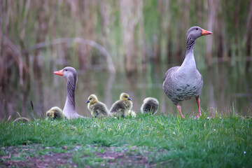 Eine Familie Graugänse mit ihrem Nachwuchs an einem Teich.