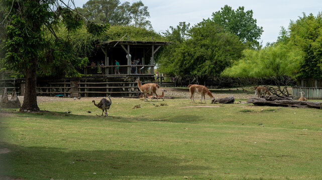 Group of guanacos in captivity