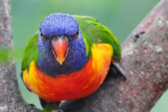 Closeup shot of a colorful loriini bird