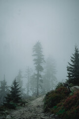 Vertical shot of a road in the forest in the mis © Martin Louda/Wirestock Creators