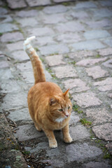 Portrait einer verspielten Katze mit rotbraunen Fell.
