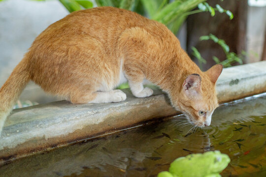 Closeup Shot Of An Orange Cat Looking In A Pond At Fish