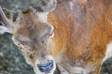 Closeup shot of a sick deer with a swarm of flies on its face