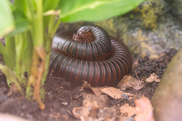 Close-up shot of a rolled-up giant centipede in a terrarium