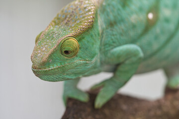 Close-up shot of a beautiful chameleon on a branch