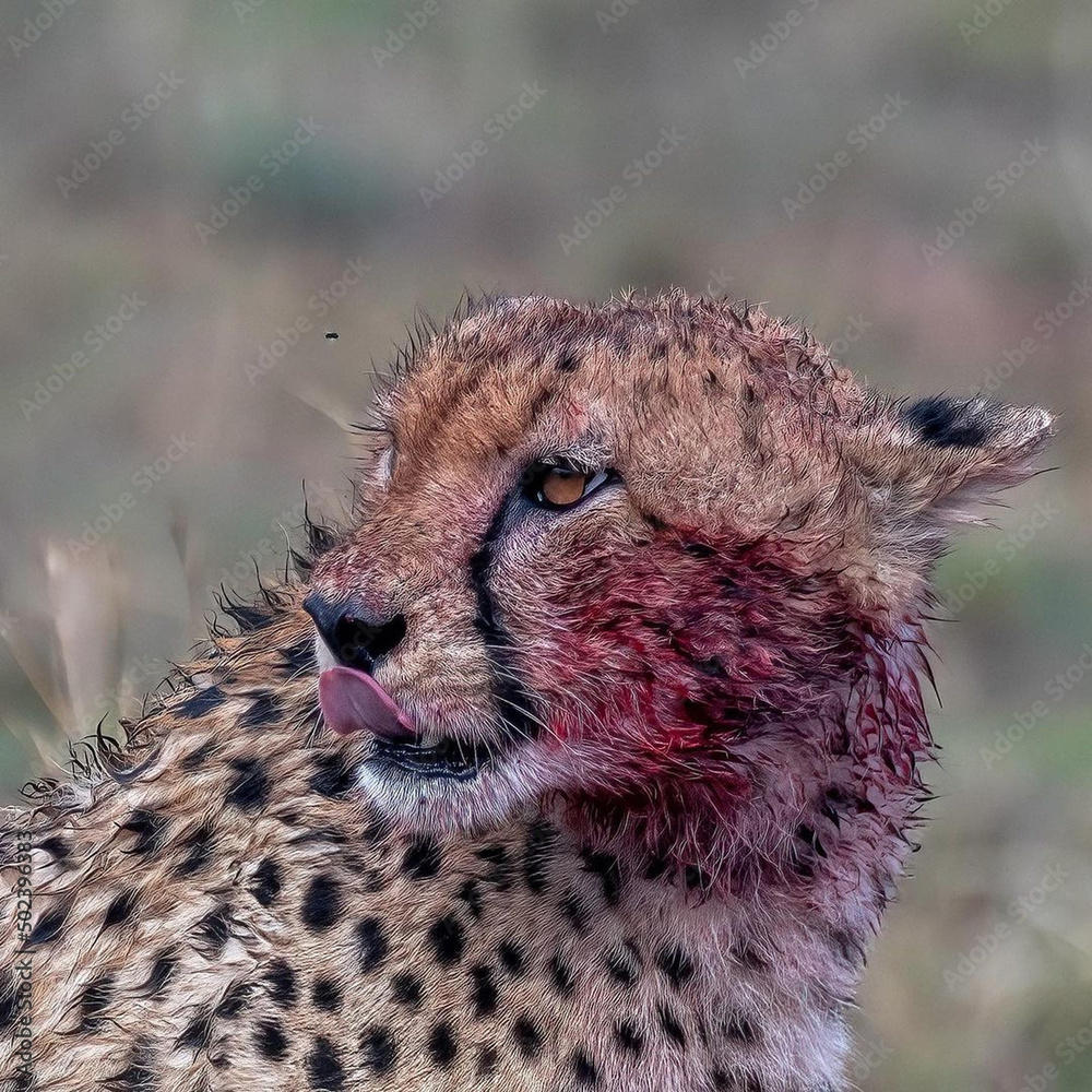 Sticker Shallow focus shot of an African cheetah with blood on its face