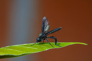 Wild insects outdoors, close-up photos, North China