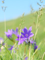 Obraz premium Bluebell flowers on the field. Vertical photo.