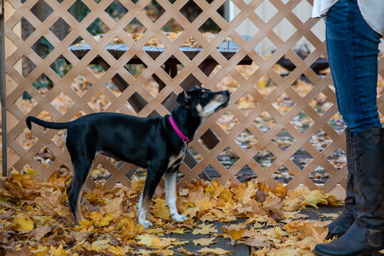 Cute little black and white feist dog playing with its owner outside in autumn