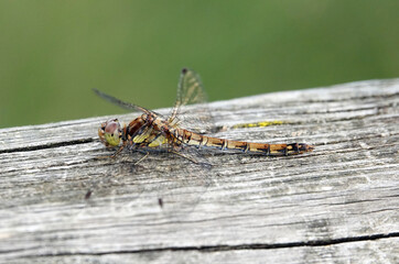 Close-up shot of common darter dragonfly