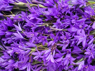 Bluebell flowers closeup. Background.